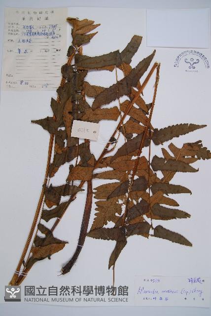 闊葉短腸蕨藏品圖，第1張