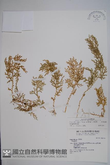 玉山卷柏藏品圖，第1張