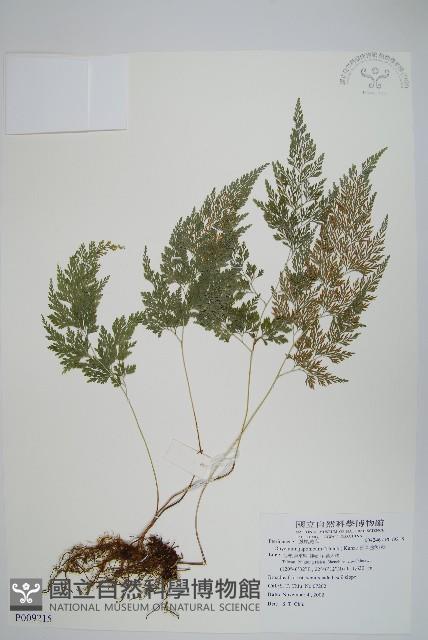 日本金粉蕨藏品圖，第1張