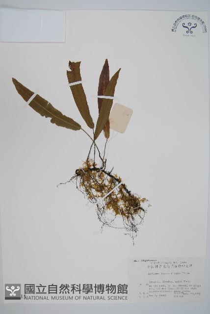 單葉雙蓋蕨藏品圖，第1張