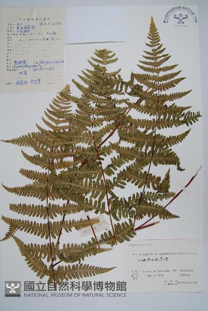 紫柄蕨藏品圖，第1張