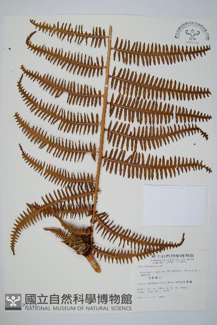 中華裡白藏品圖，第1張