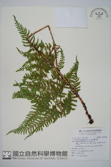 臺灣鱗毛蕨藏品圖，第1張