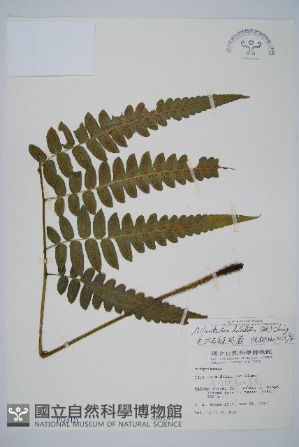 毛柄短腸蕨藏品圖，第1張