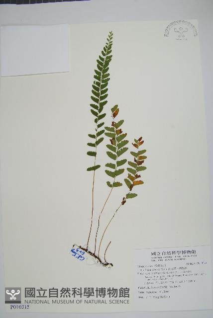 陵齒蕨、鱗始蕨藏品圖，第1張