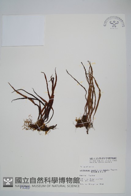 擬芨瓦葦藏品圖，第1張