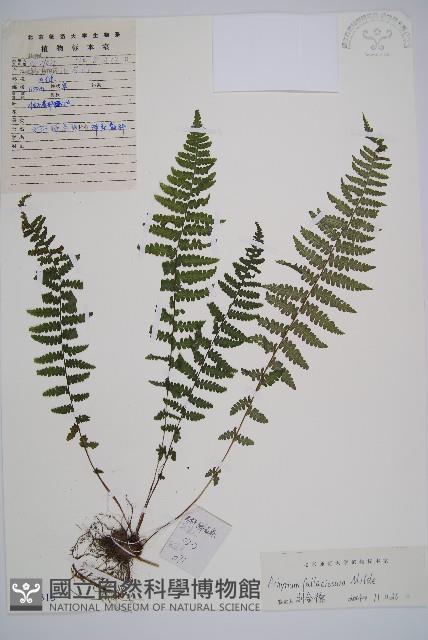 麥稈蹄蓋蕨藏品圖，第1張