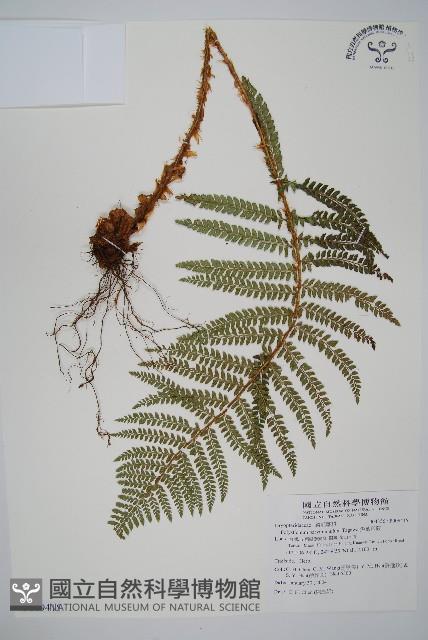 尖葉耳蕨藏品圖，第1張