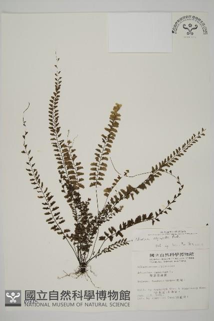 愛氏鐵線蕨藏品圖，第1張