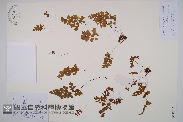 鐵線蕨藏品圖，第1張