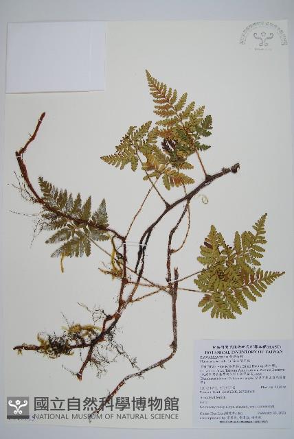 陰石蕨藏品圖，第1張