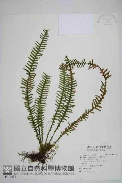 穴子蕨藏品圖，第1張