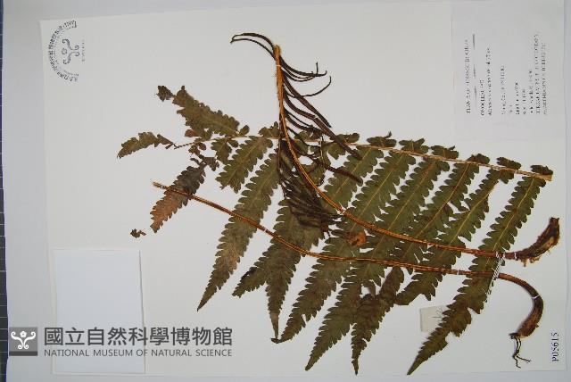 東方莢果蕨藏品圖，第1張