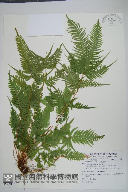 天草鳳尾蕨藏品圖，第1張