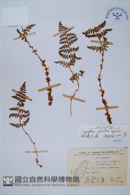 腺鱗毛蕨藏品圖，第1張