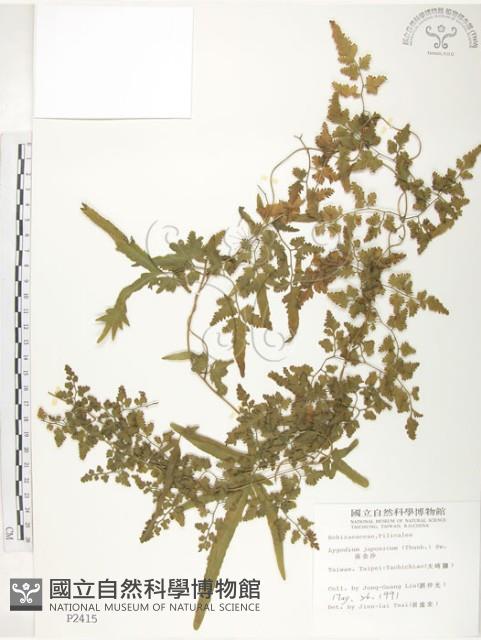 海金沙藏品圖，第1張