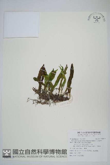 柳葉劍蕨藏品圖，第1張