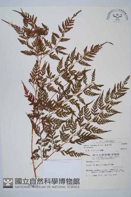 大葉骨碎補、台灣骨碎補、骨碎補藏品圖，第1張