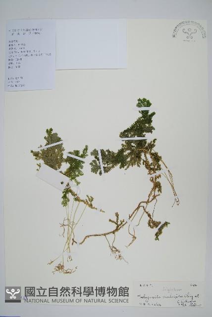 糙葉卷柏藏品圖，第1張