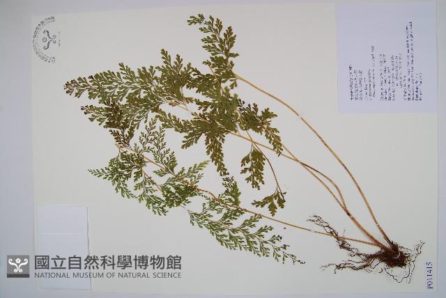 烏蕨藏品圖，第1張