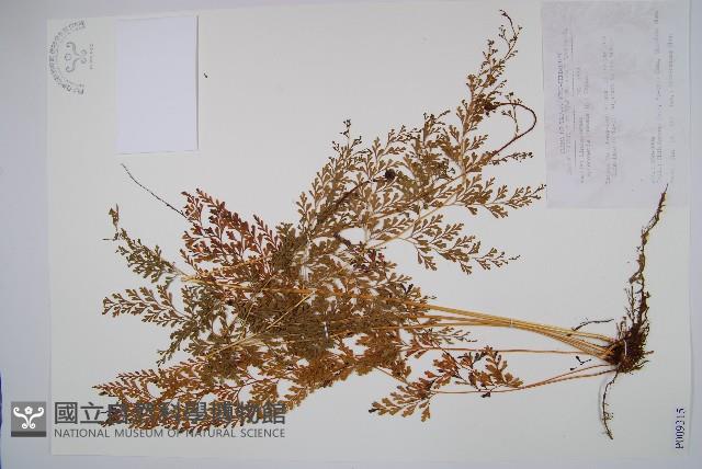 烏蕨藏品圖，第1張