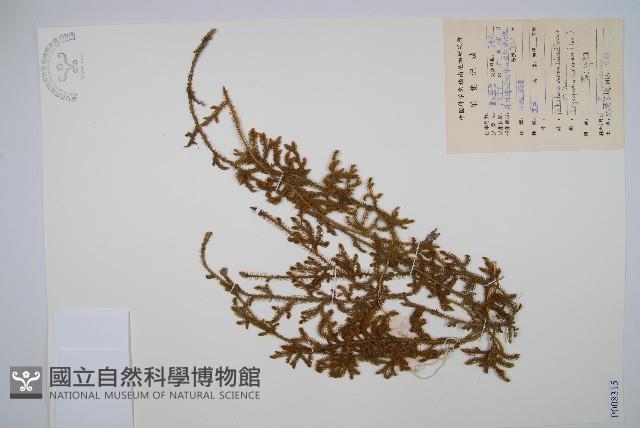 燈龍草藏品圖，第1張