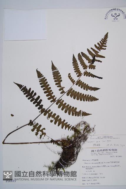 黑葉貞蕨藏品圖，第1張