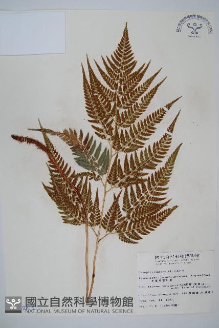 小葉複葉耳蕨藏品圖，第1張