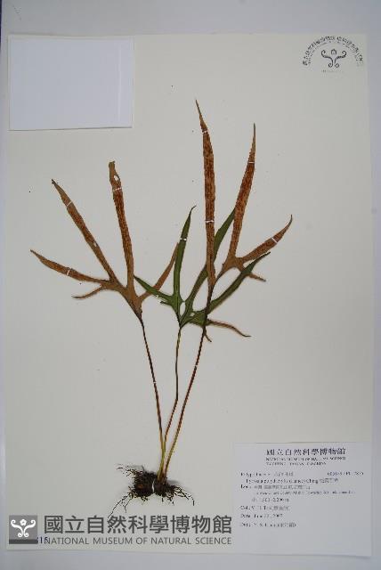 槭葉石葦藏品圖，第1張