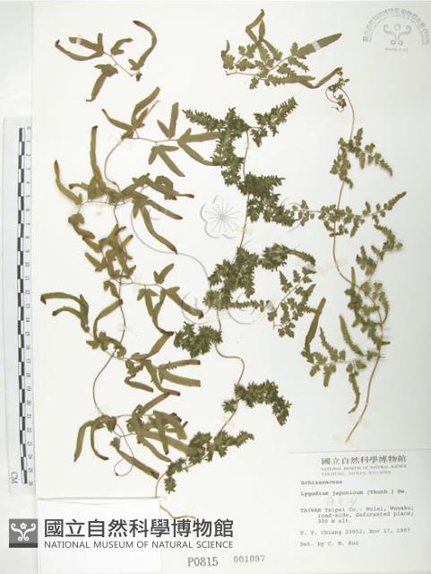 海金沙藏品圖，第1張