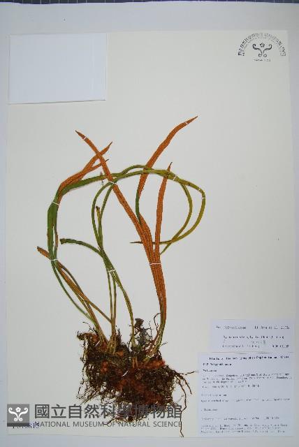 狹葉石葦藏品圖，第1張