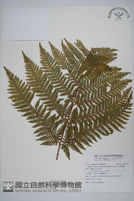 肋毛蕨藏品圖，第1張