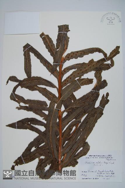 長葉星蕨藏品圖，第1張