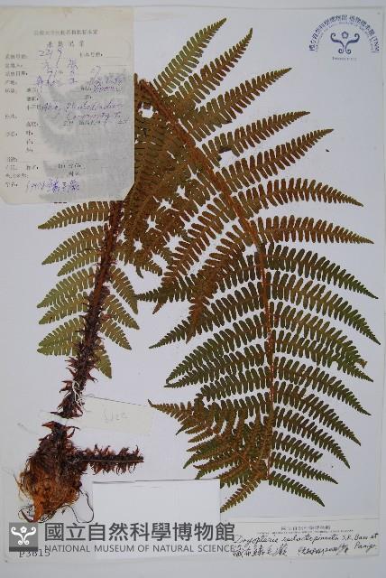 藏布鱗毛蕨藏品圖，第1張