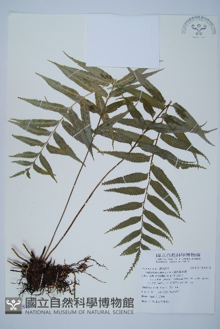 蘭嶼鐵角蕨藏品圖，第1張