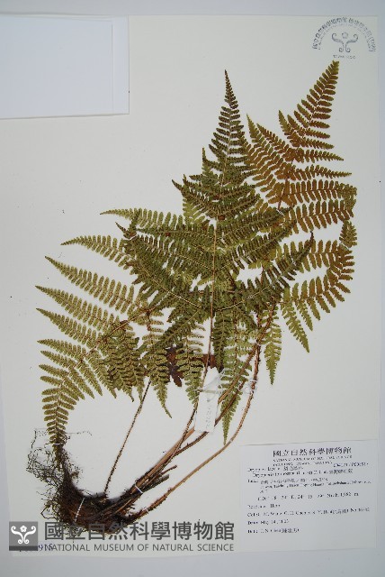 臺灣鱗毛蕨藏品圖，第1張
