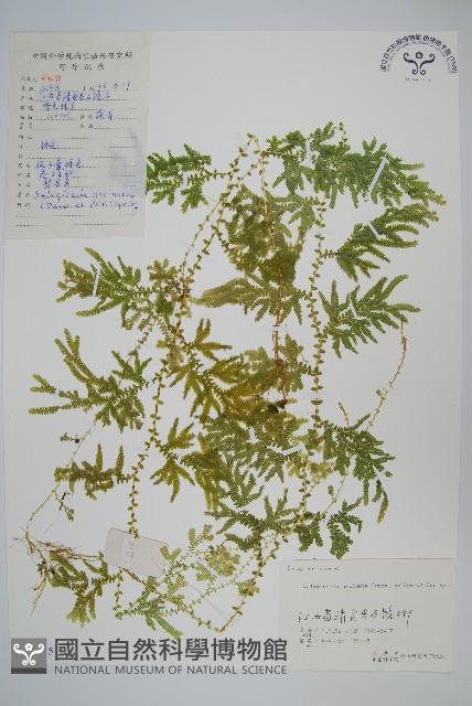 翠雲草、藍草藏品圖，第1張