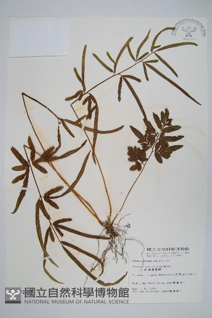 箭葉鳳尾蕨藏品圖，第1張