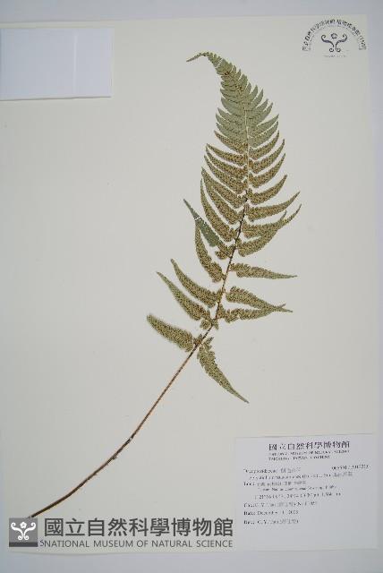 馬祖耳蕨藏品圖，第1張