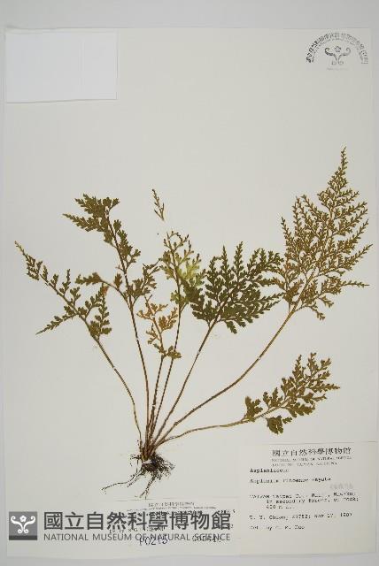 骨碎補鐵角蕨藏品圖，第1張