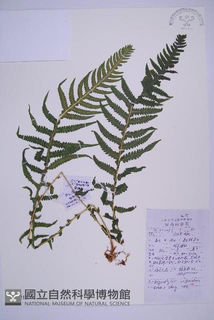 東亞假鱗毛蕨藏品圖，第1張