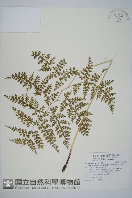 彎柄假複葉耳蕨藏品圖，第1張