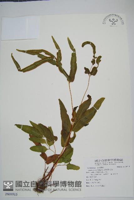 箭葉鱗始蕨藏品圖，第1張