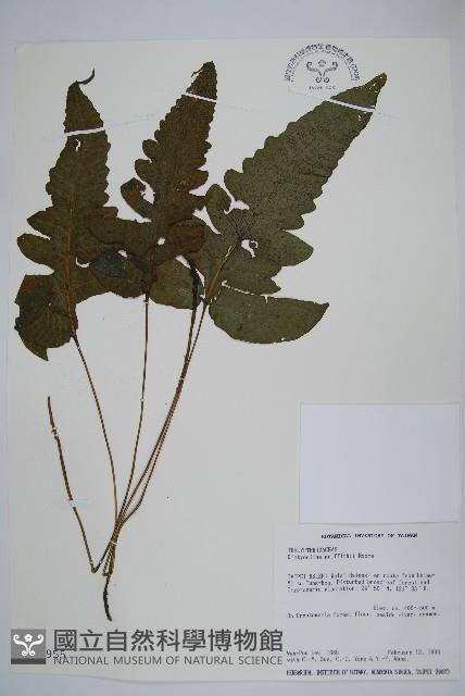 聖蕨藏品圖，第1張