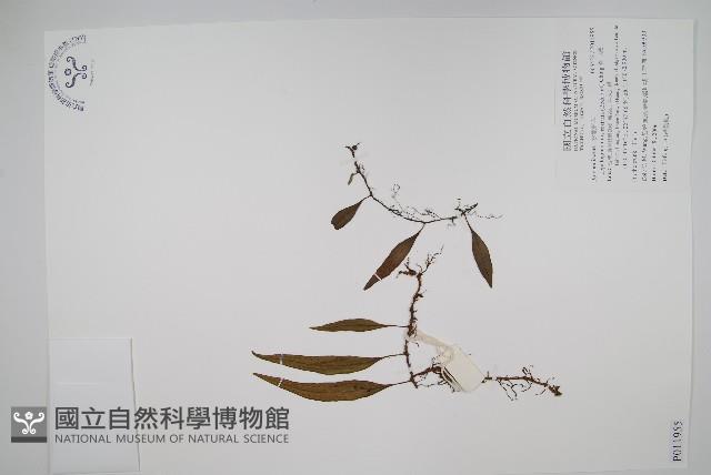 骨牌蕨藏品圖，第1張