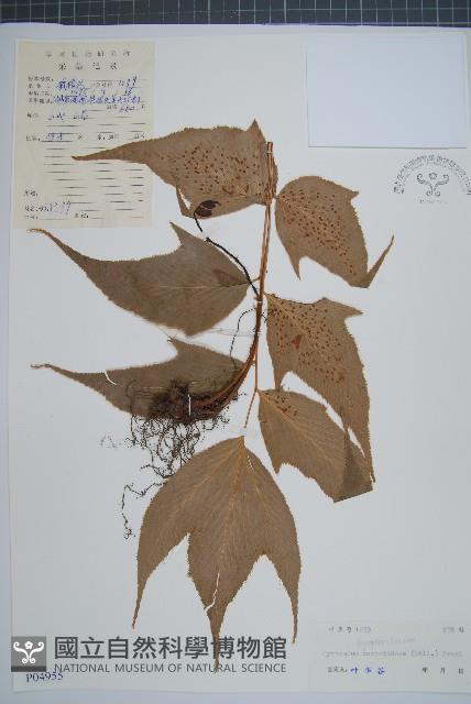 細齒貫眾蕨藏品圖，第1張