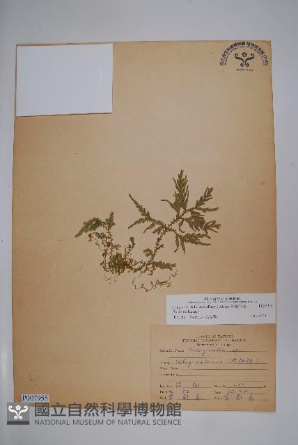 全緣卷柏藏品圖，第1張