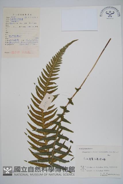 翅軸假金星蕨、短柄卵果蕨藏品圖，第1張