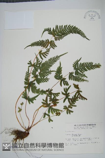 天草鳳尾蕨藏品圖，第1張
