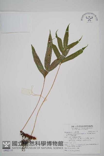 掌葉茀蕨藏品圖，第1張
